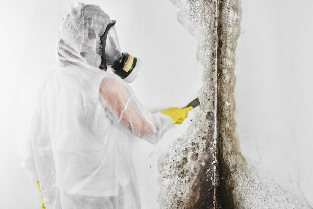 Mold Testing and Removal in Woods Hole, MA