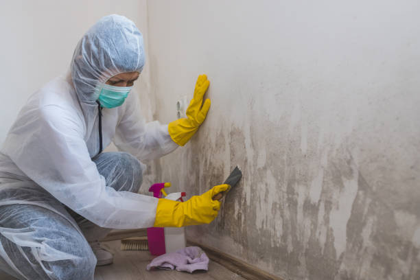 Best Professional Mold Removal  in Woods Hole, MA