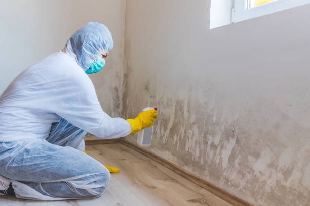 Best Mold Remediation  in Woods Hole, MA