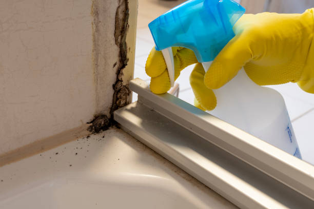 Best Same-Day Mold Removal  in Woods Hole, MA