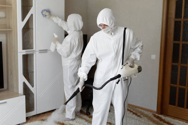 Best Mold Removal Company Near Me  in Woods Hole, MA