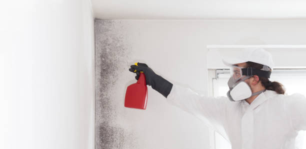 Best Attic Mold Removal  in Woods Hole, MA