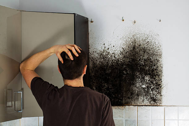 Best Emergency Mold Removal  in Woods Hole, MA