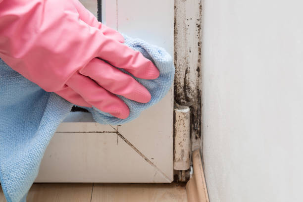 Trusted Woods Hole, MA Mold Removal Experts