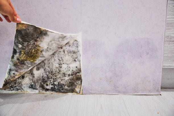 Best Home Mold Removal  in Woods Hole, MA